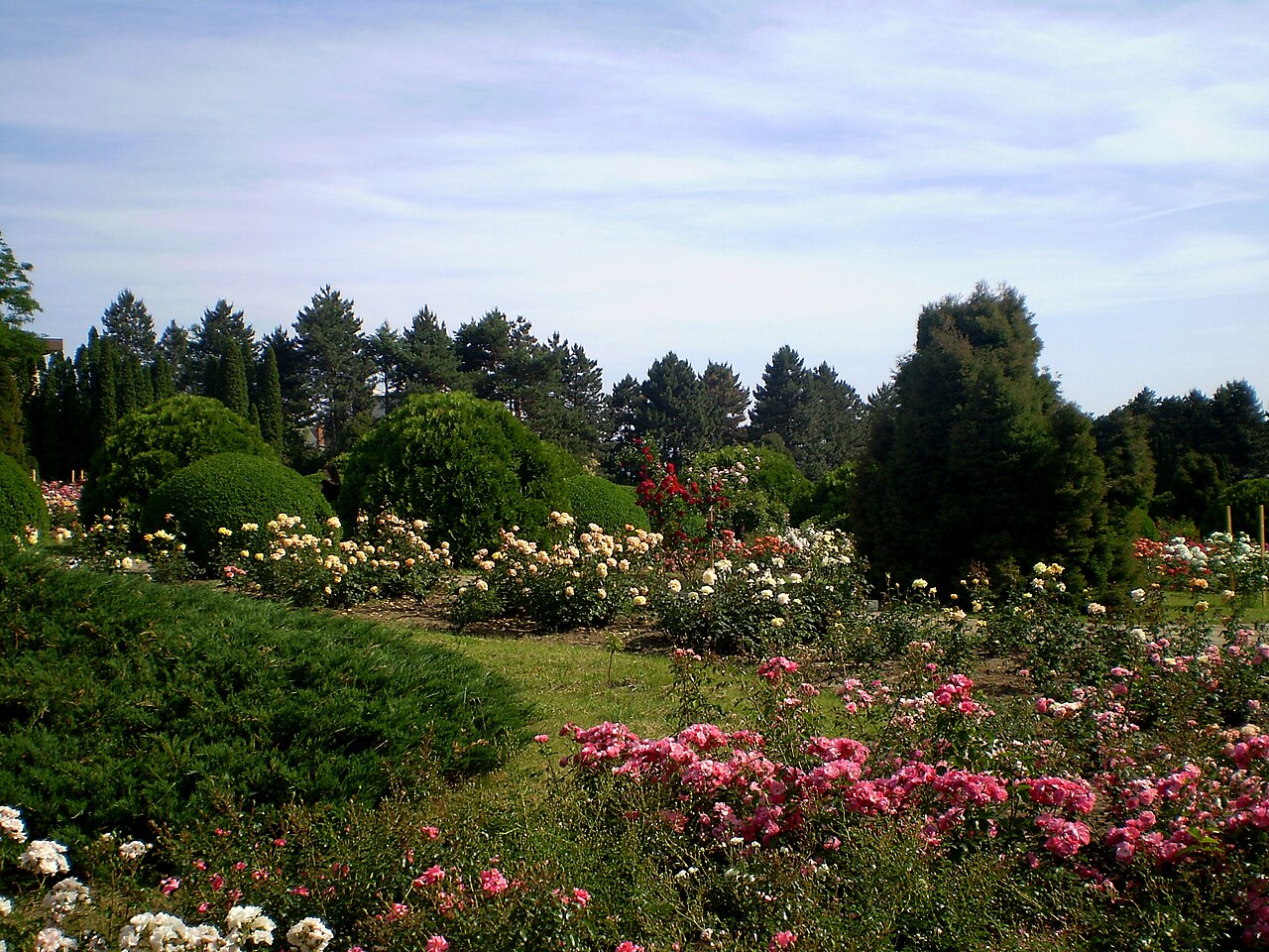 Rosariumul Grădinii Botanice din Iași